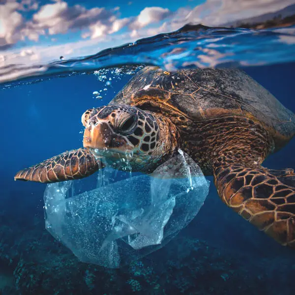 Sea turtle eating plastic bag marine pollution