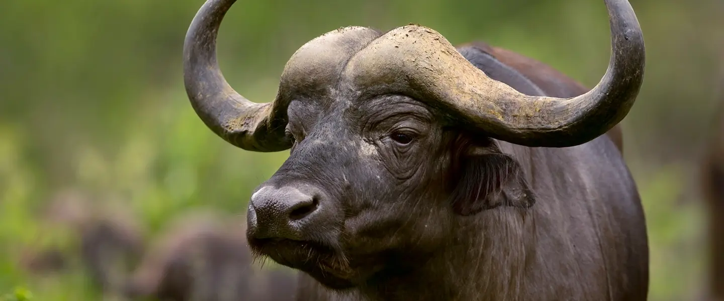 African Buffalo