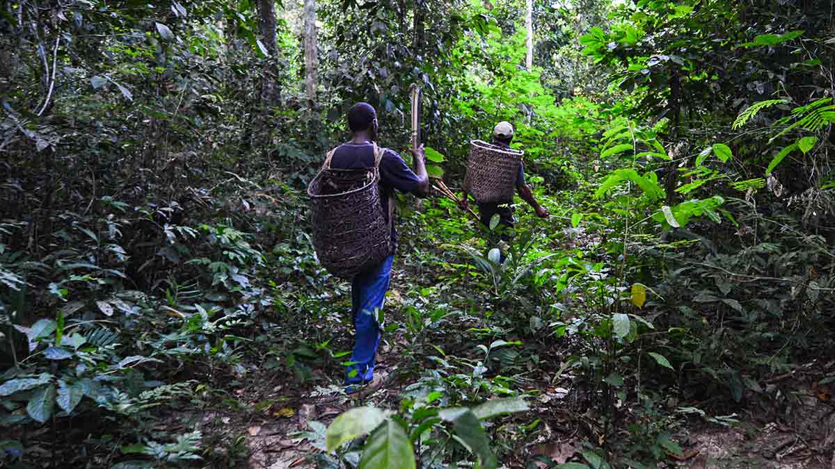 People collecting brazil nuts in Amazon rainforest