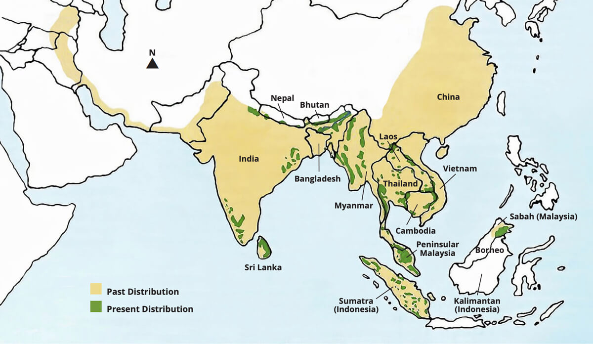 Asian elephant historic and current distribution map