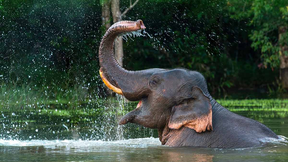 An Asian elephant bathes itself instead of being washed by tourists