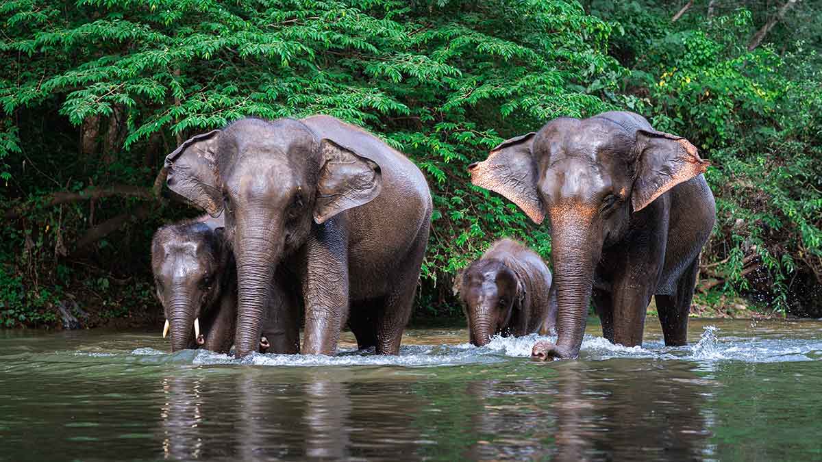 A family of elephants walks through a river