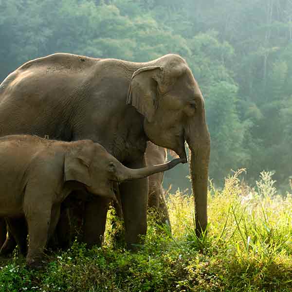 An Asian elephant mother and baby in a natural environment