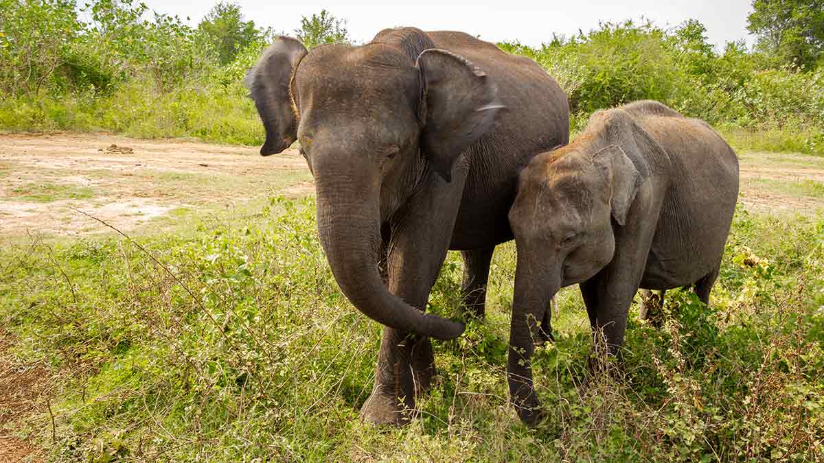 Two elephants forage for food