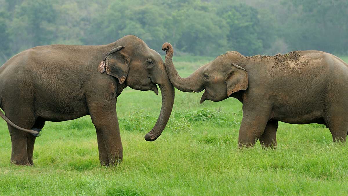 A pair of Asian elephants socializes