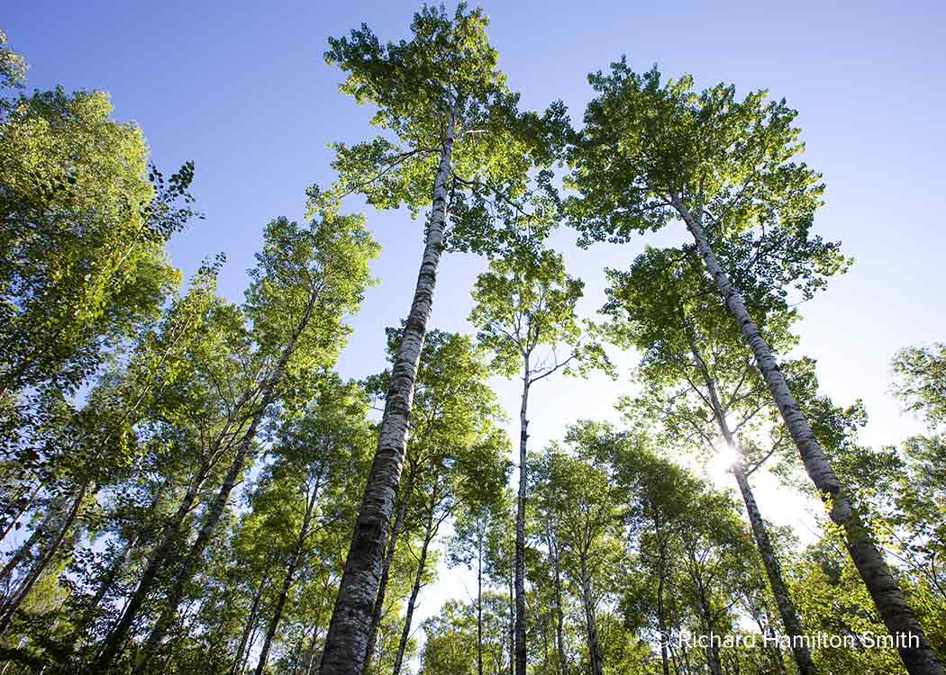 Blandin forest carbon offset project in Minnesota