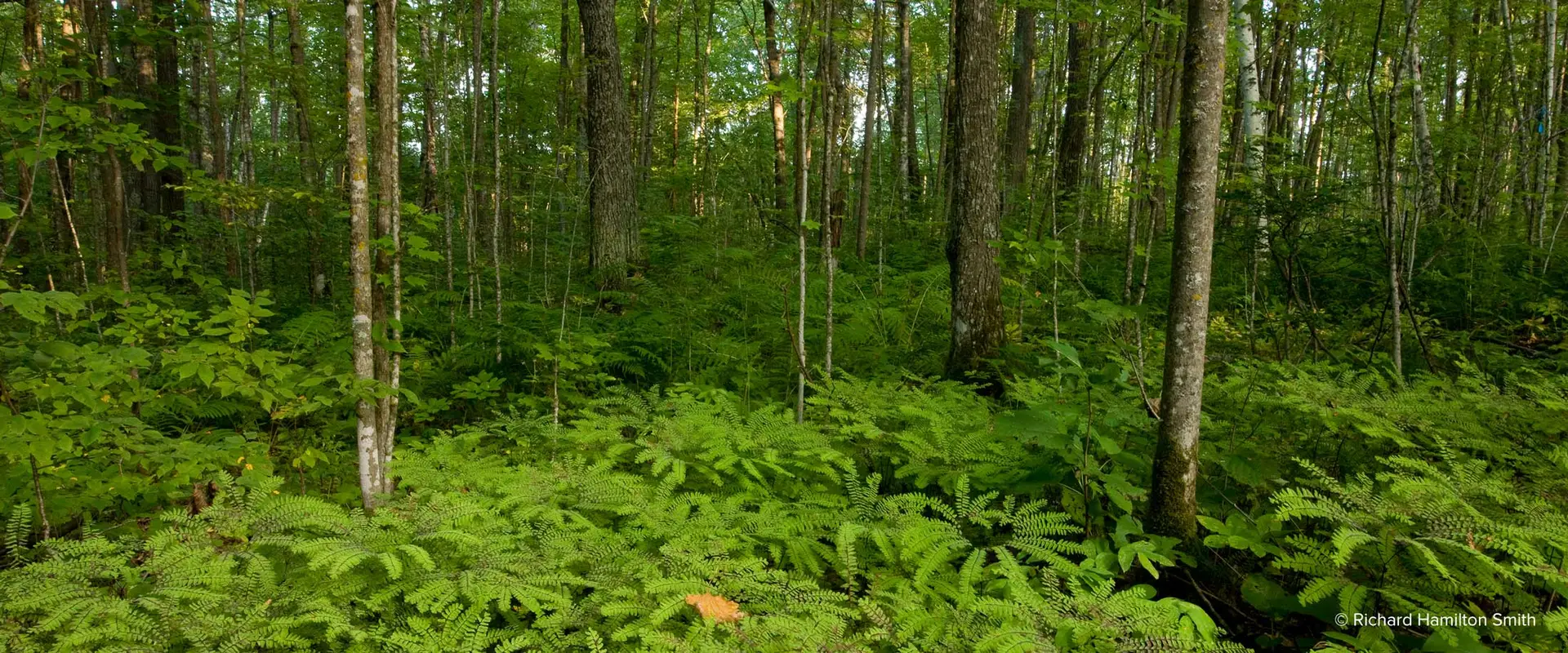 Blandin carbon offset project forest in Minnesota