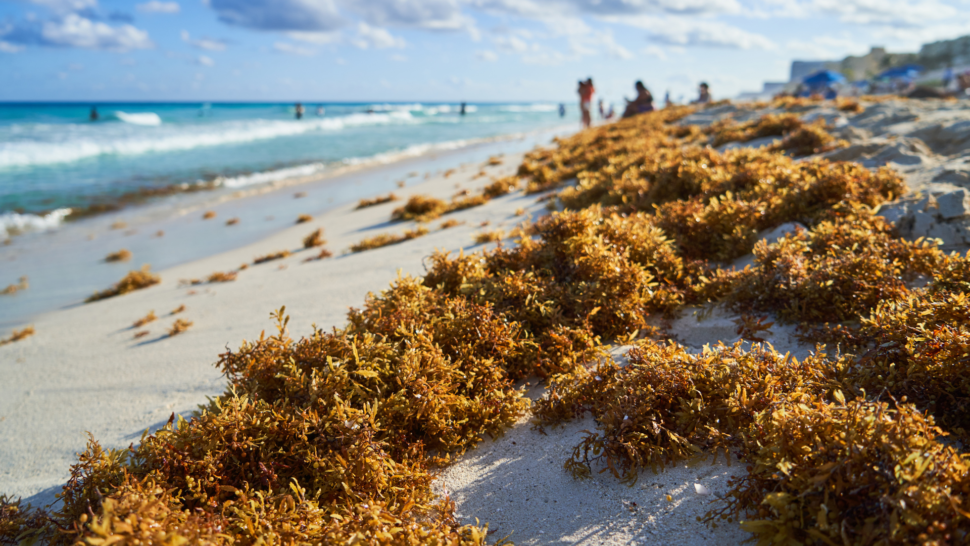 Sargassum macroalgae washe ashore on a beach