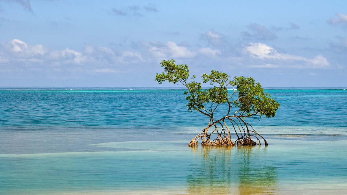 A small cluster of mangroves, a blue carbon ecosystem, stands alone in shallow water