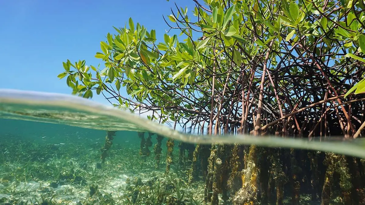 Mangrove plant on the coast, an important blue carbon ecosystem