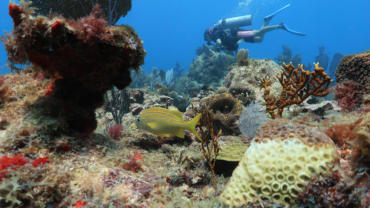Diver and diseased coral on the Mesoamerican Reef
