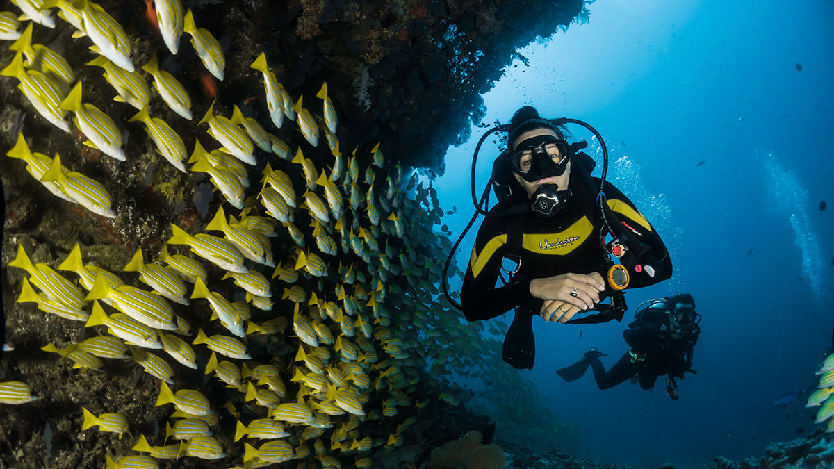 Diver swims past a school of fish