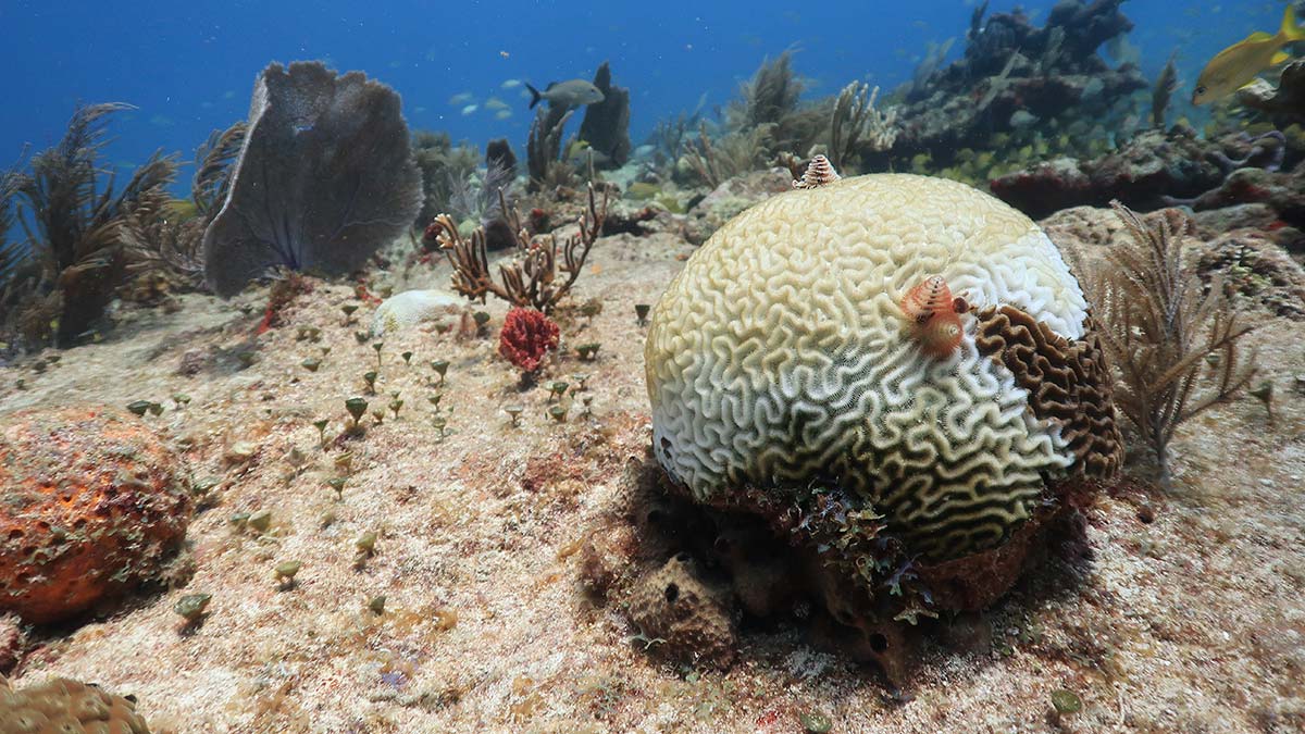 Coral disease on the Mesoamerican Reef in Mexico