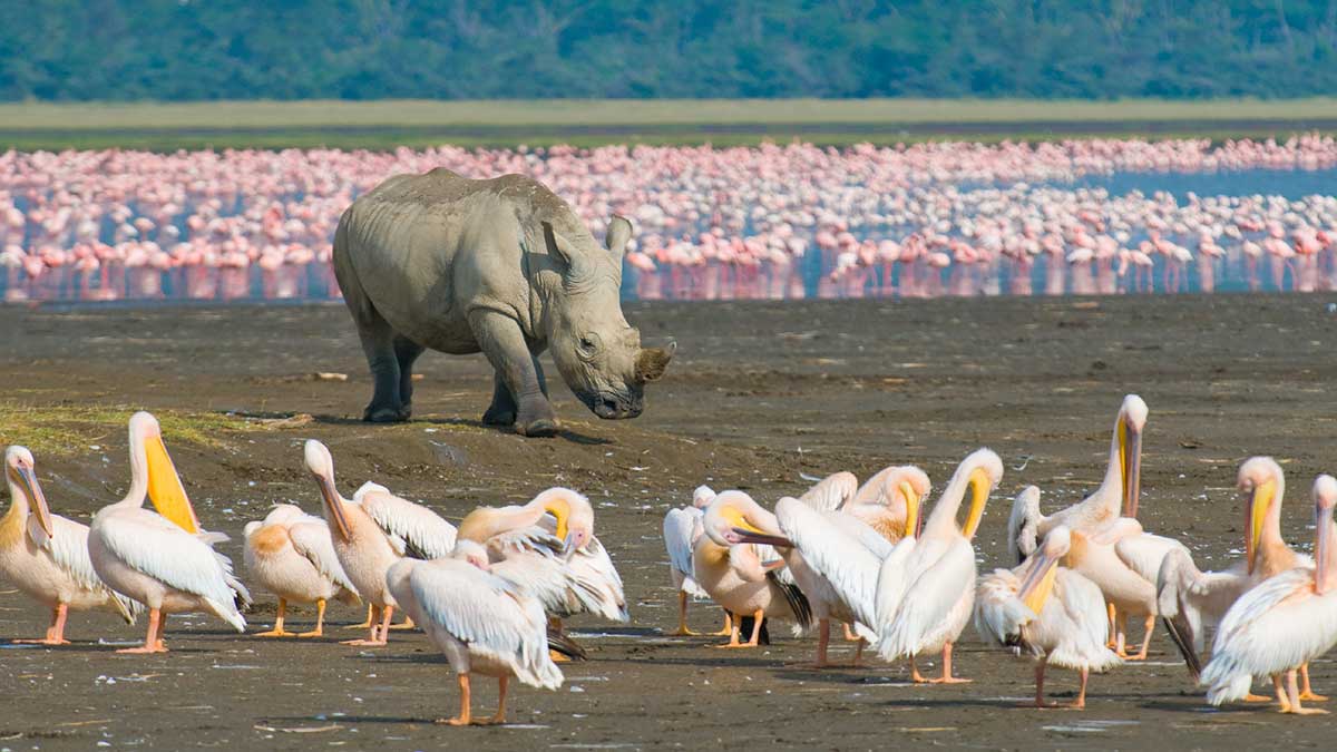 Rhino and birds in Africa