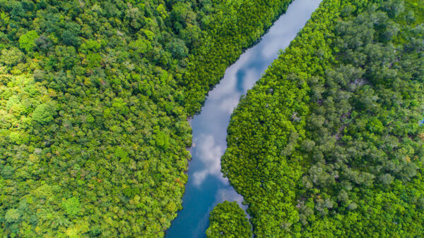14 Reasons Why Forests Are Important Sustainable Travel International