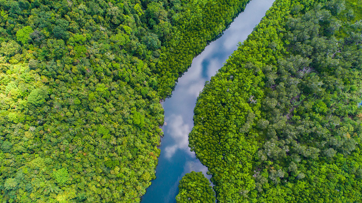 Aerial view of a river running through a tropical rainforest