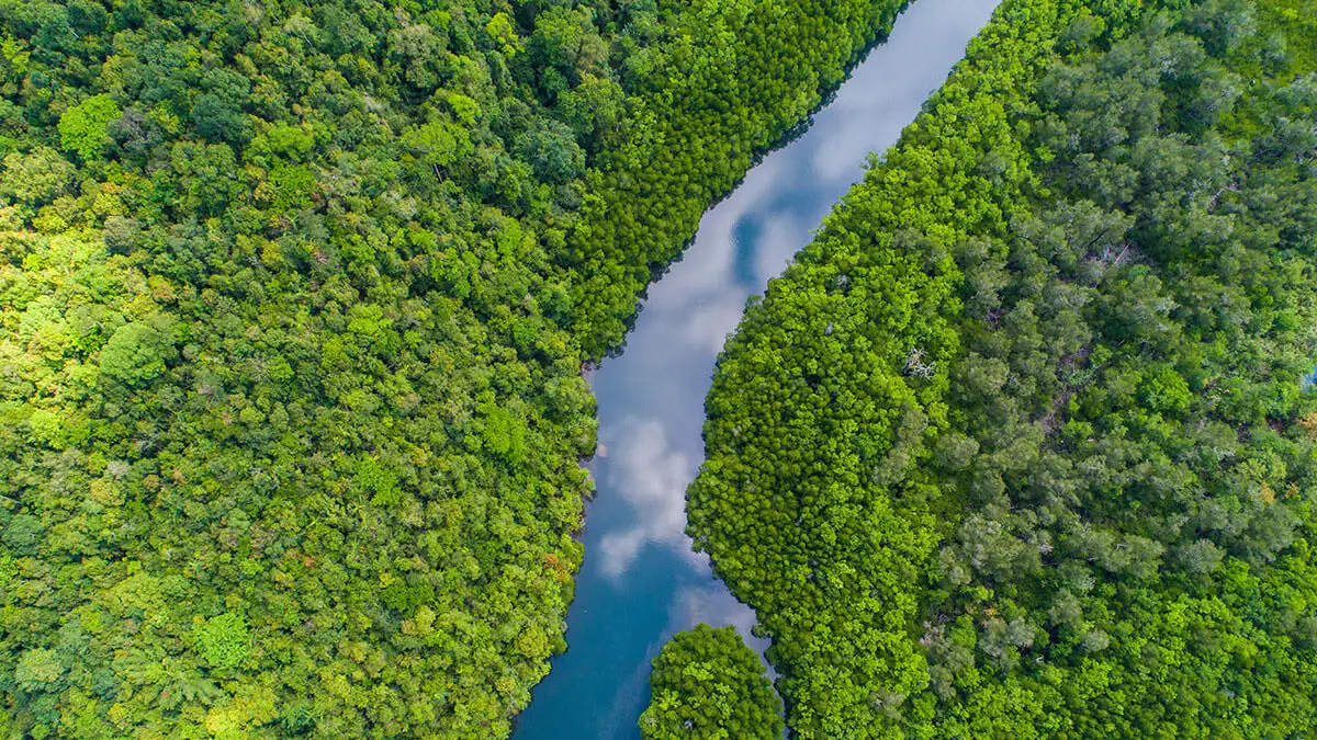 Aerial view of a river running through a tropical rainforest