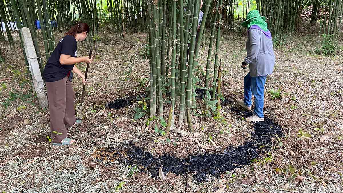 Biochar is applied as an organic fertilizer to bamboo groves in Thailand.