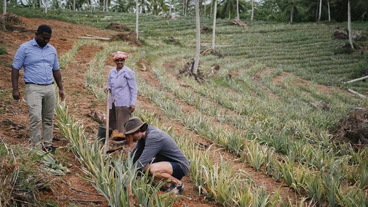 Farmers and a Planboo team member plow biochar organic fertilizer into the soil at a pineapple plantation. 