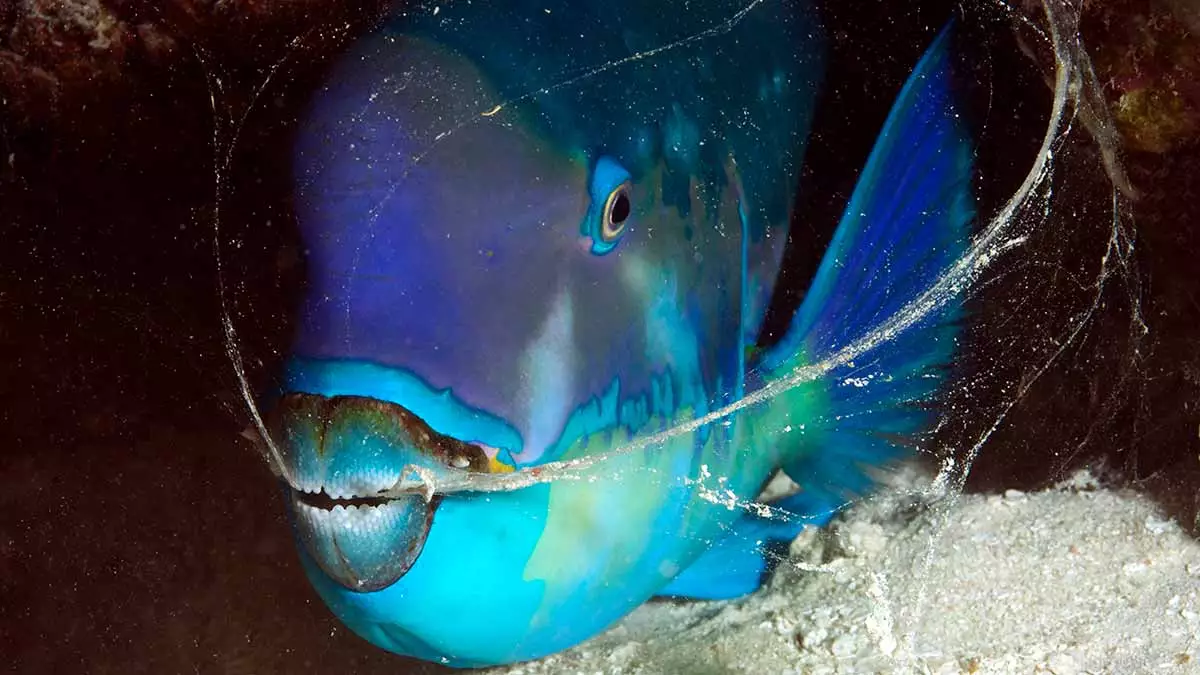 Blog-Image-Blue-Parrotfish