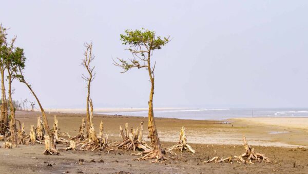 Blue Carbon Threats and Coastal Habitat Loss