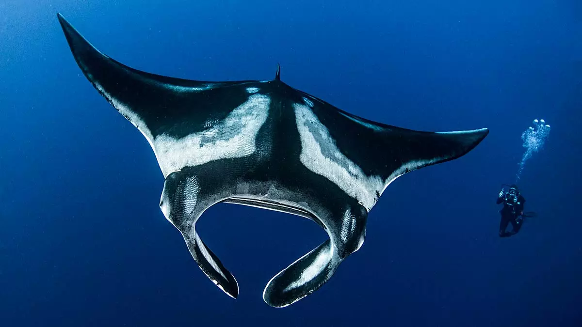 Blog-Image-Diver-Photo-Manta-Ray