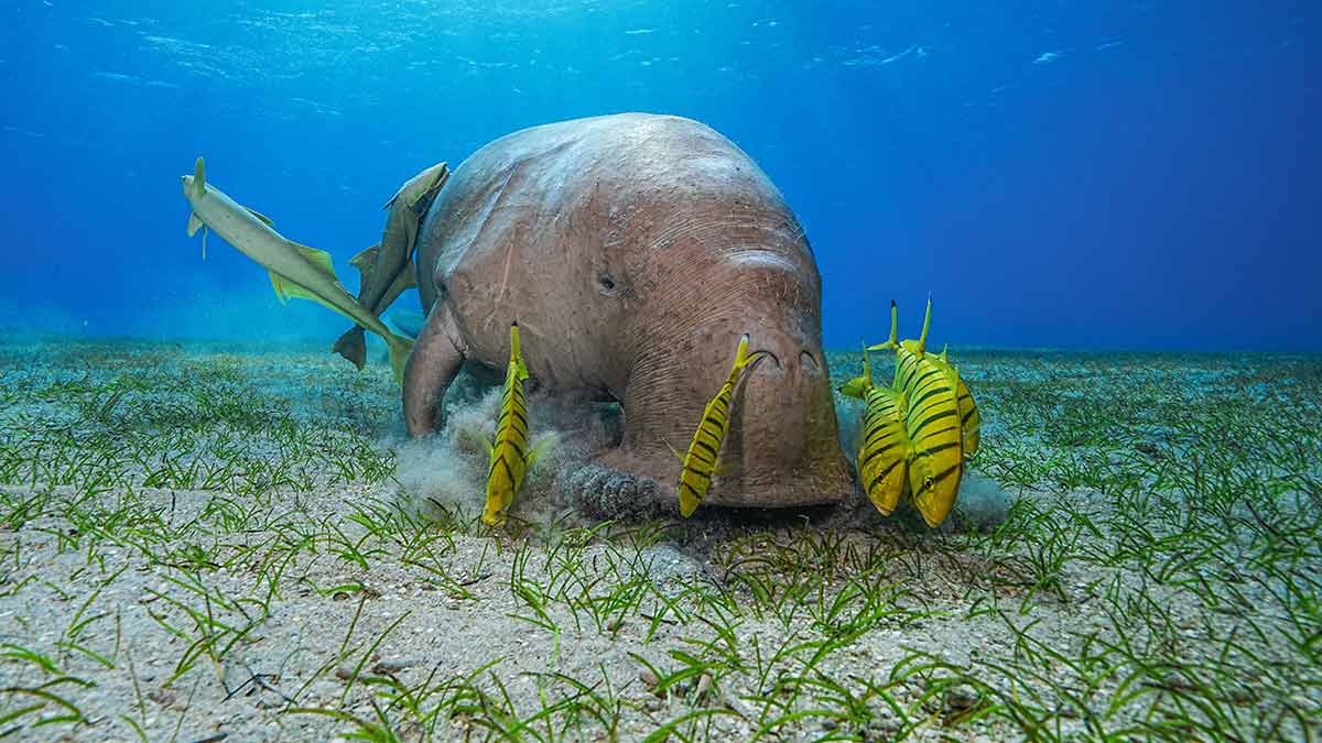 Dugong animal eating seagrass in a meadow