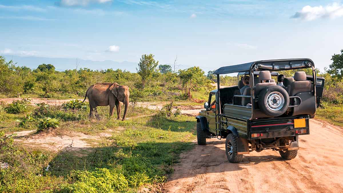 A safari jeep approaches an elephant too close