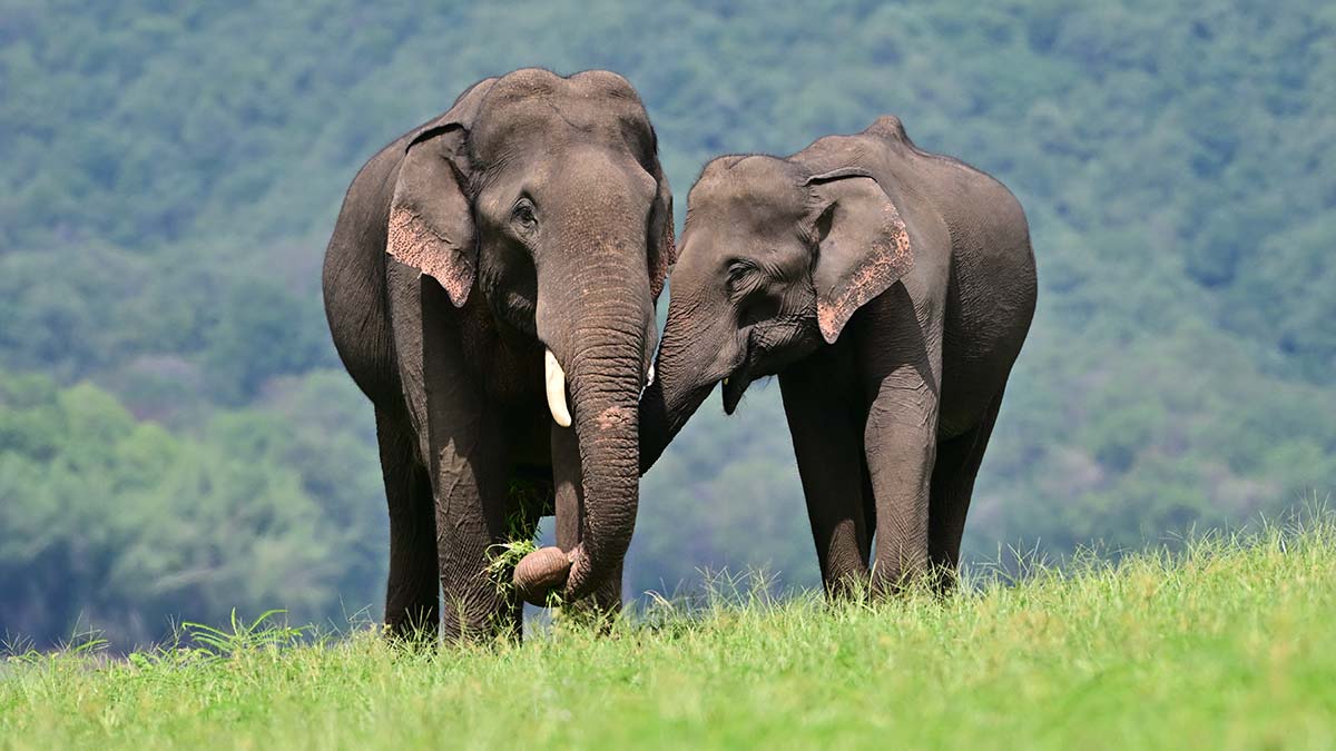 Asian elephants walking together