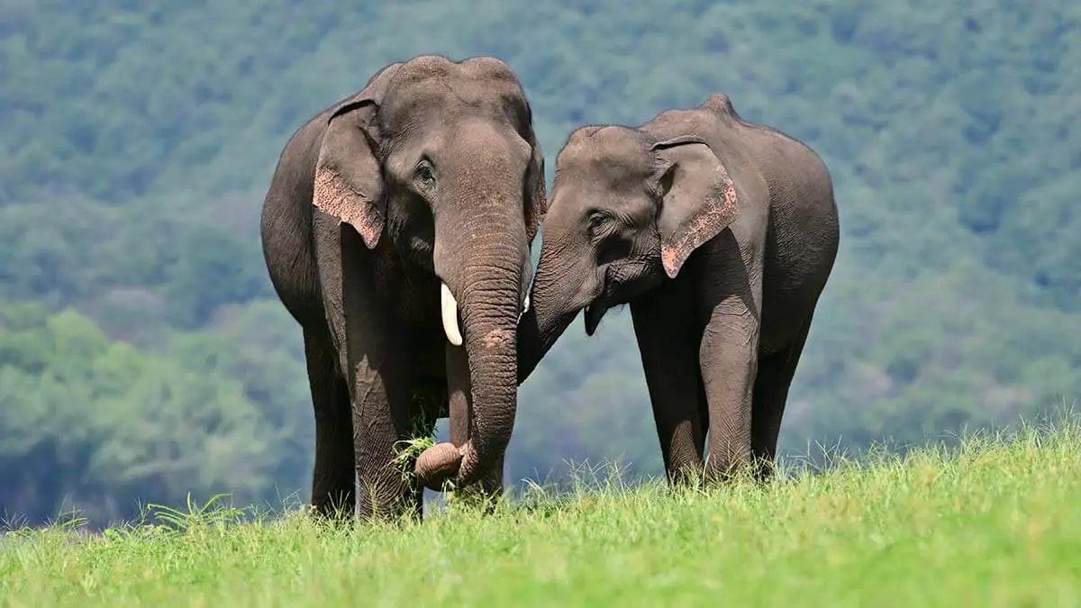 Asian elephants walking together