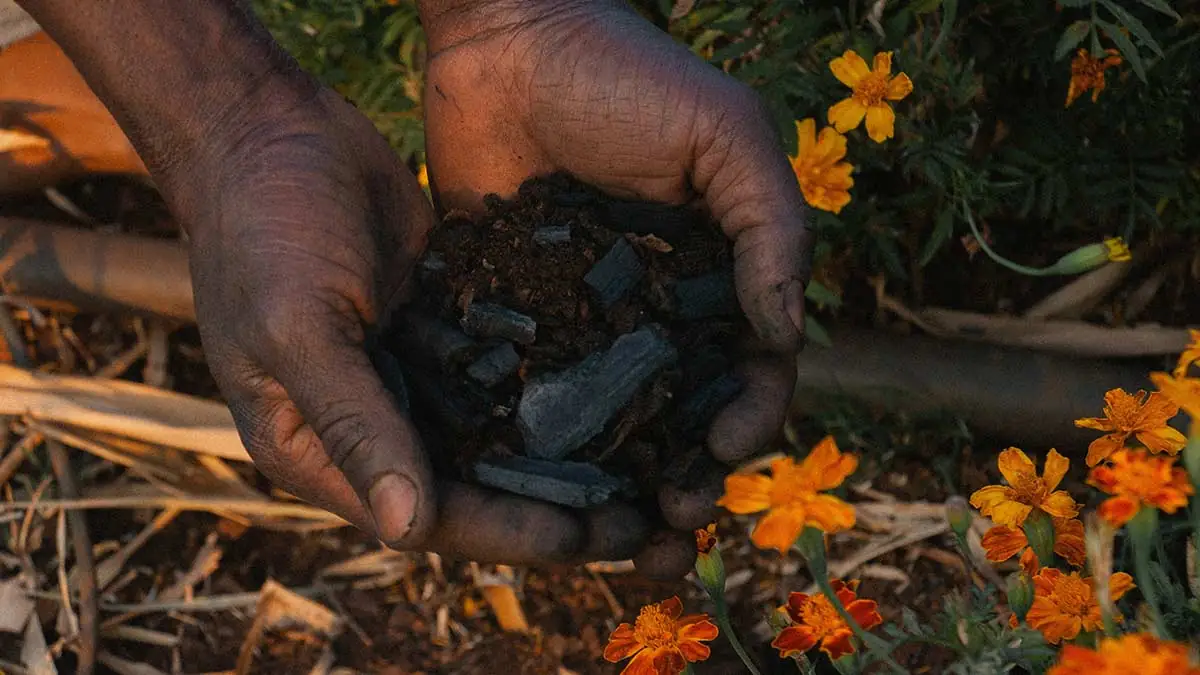 Person holding biochar produced to sequester carbon and mitigate climate change.