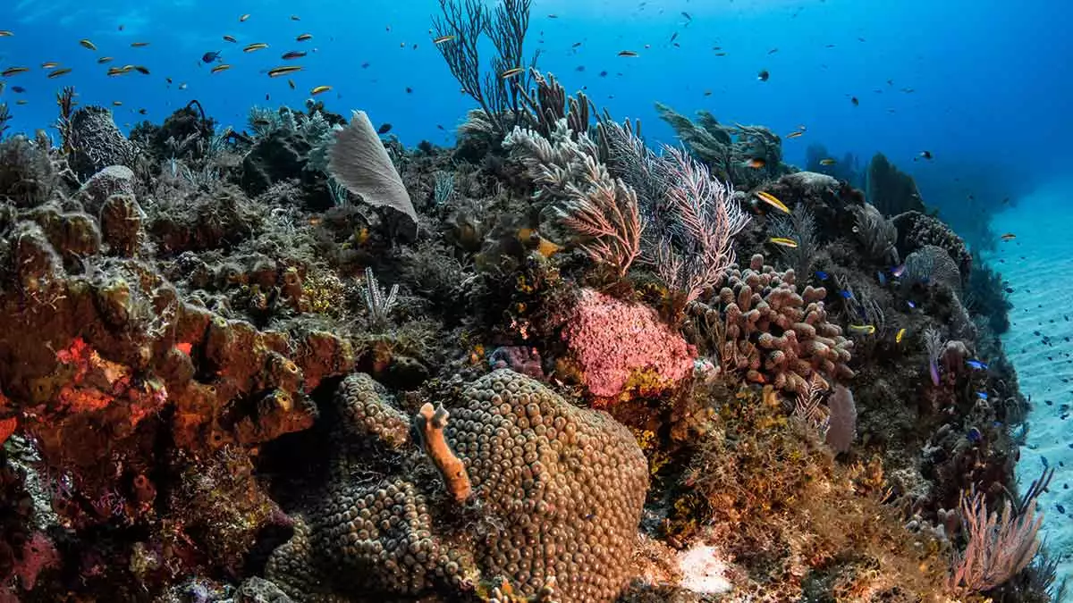 Coral reef in Mexico