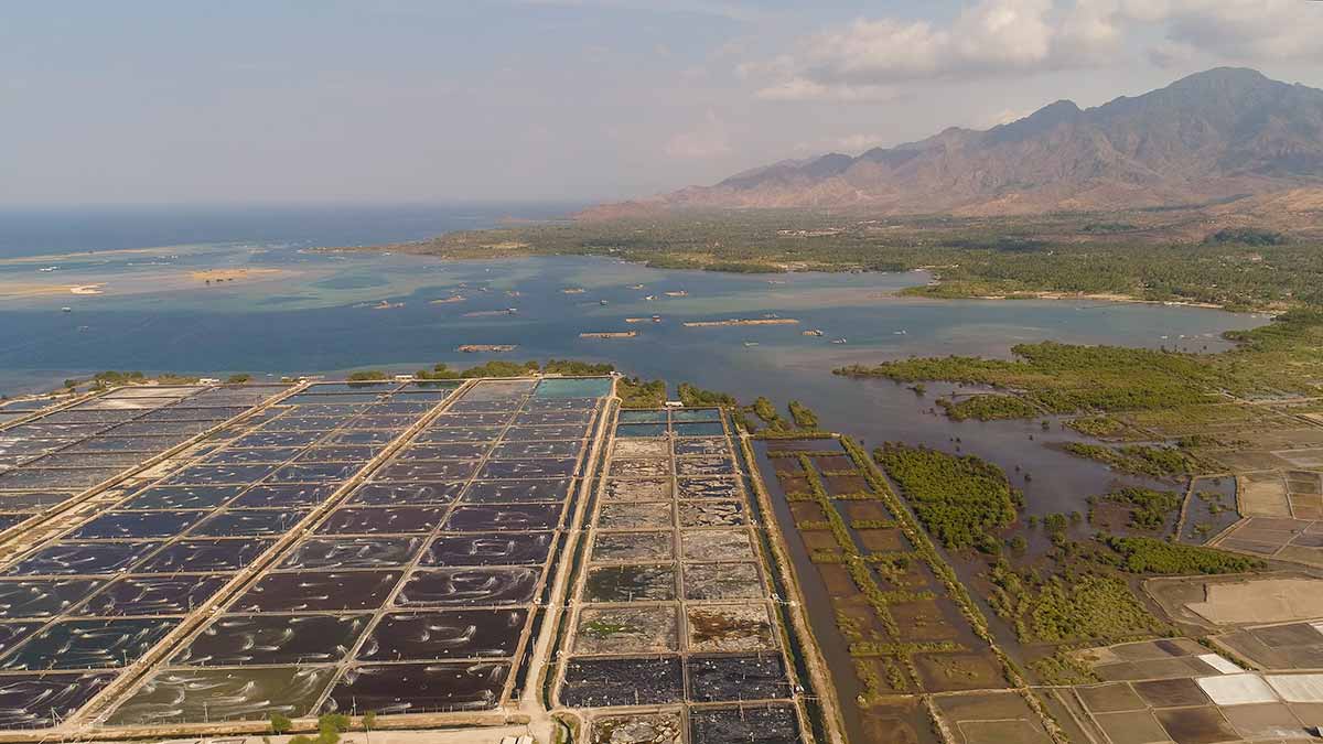 Shrimp farms along Indonesia's coast which have resulted in mangrove loss