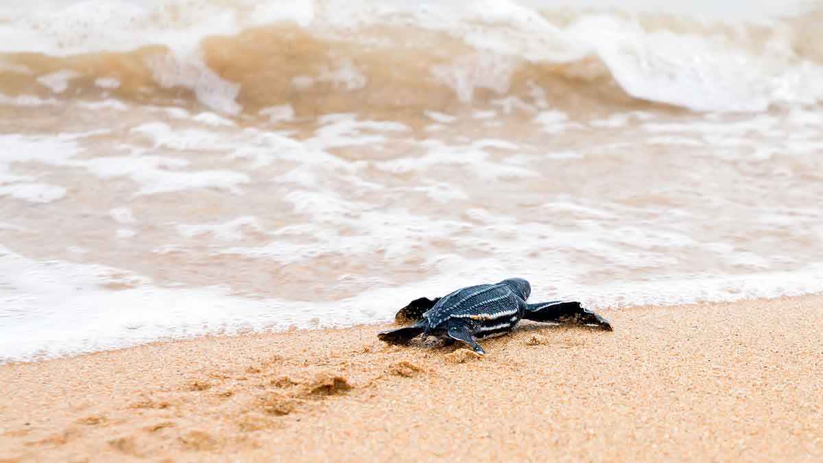 Top Ecotourism Activities: Types, Examples & Benefits