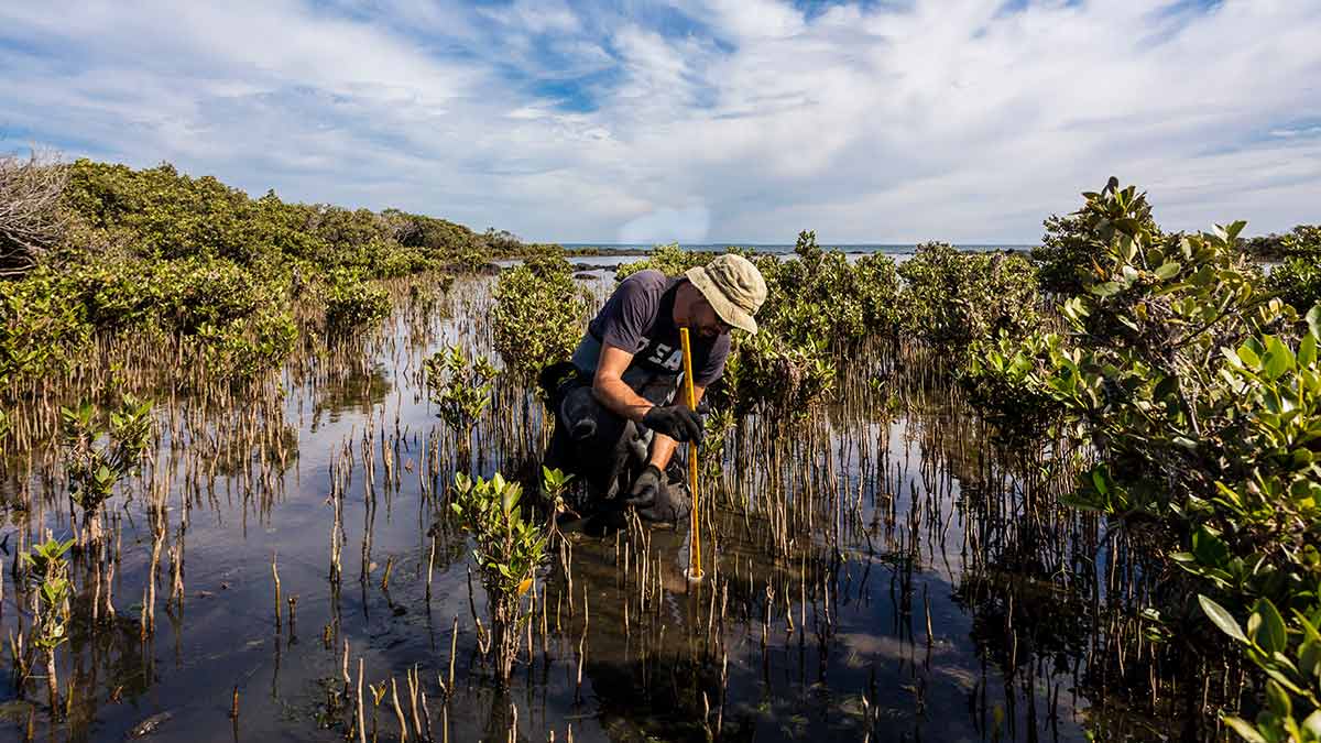  Measuring carbon storage and sequestration in a mangrove forest, a blue carbon ecosystem. 
