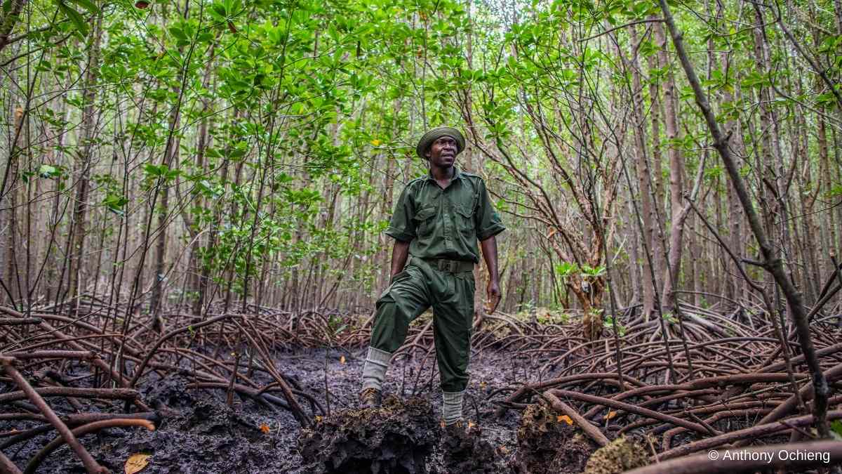 A land ranger surveys a mangrove forest in Kenya