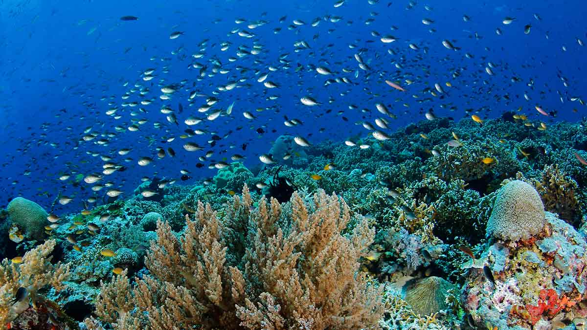 Fish schooling over a coral reef in Misool, Raja Ampat, a marine ecotourism and scuba diving destination.