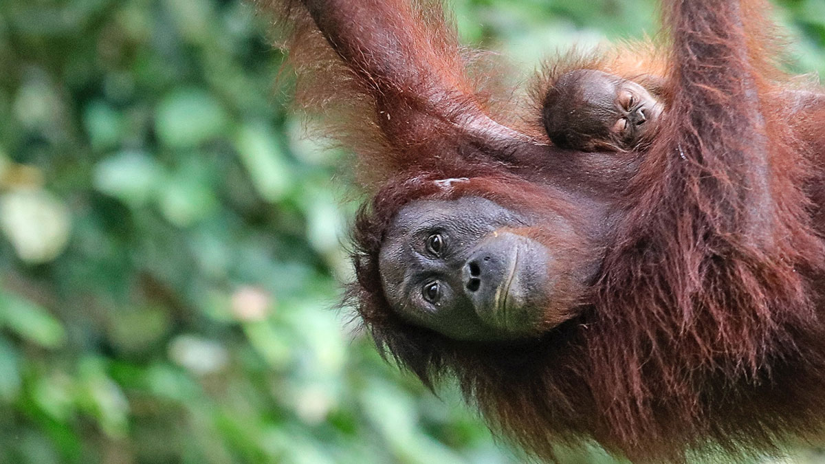 Orangutan hanging on rope
