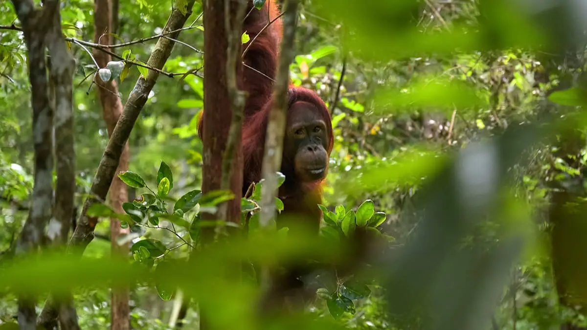 Orangutan in the jungle