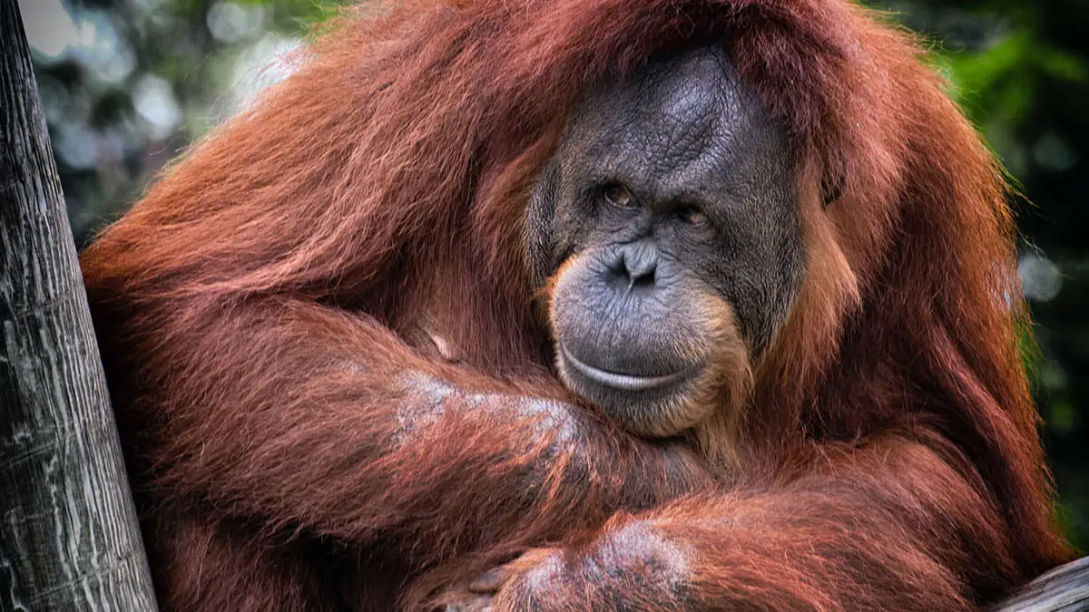Orangutan
