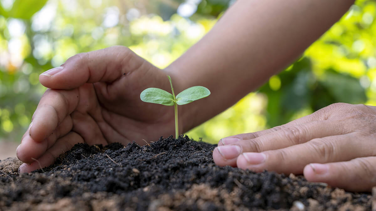 Planting a tree seedling in the soil