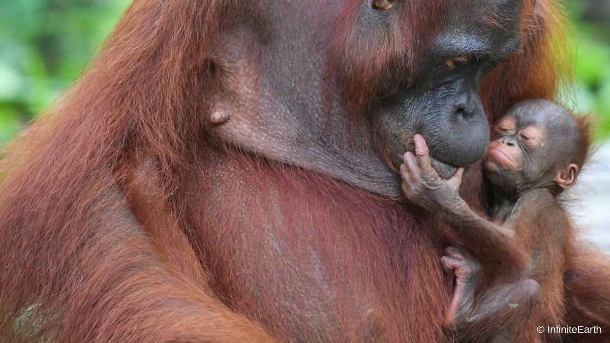 A mother orangutan holds her baby in Indonesia