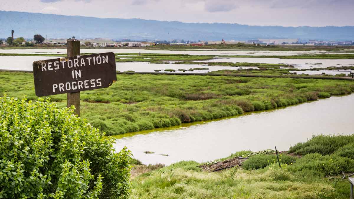 Blue carbon salt marsh restoration project in the San Francisco Bay Area.