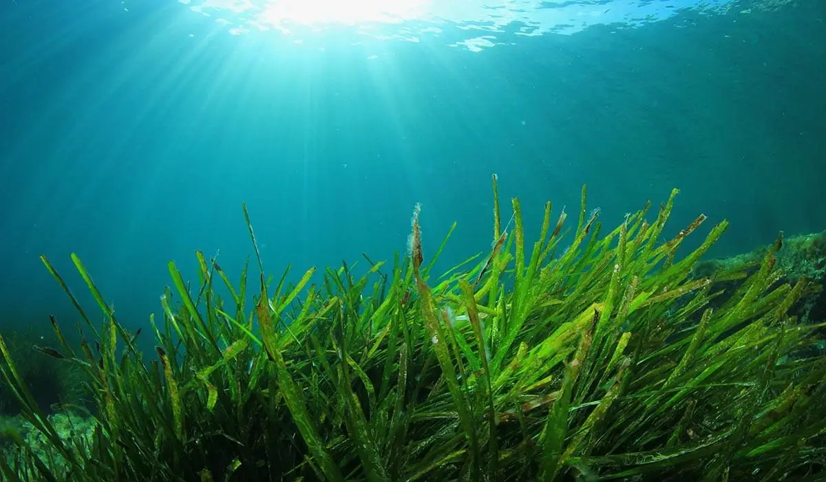 Seagrass bed, a blue carbon ecosystem. 