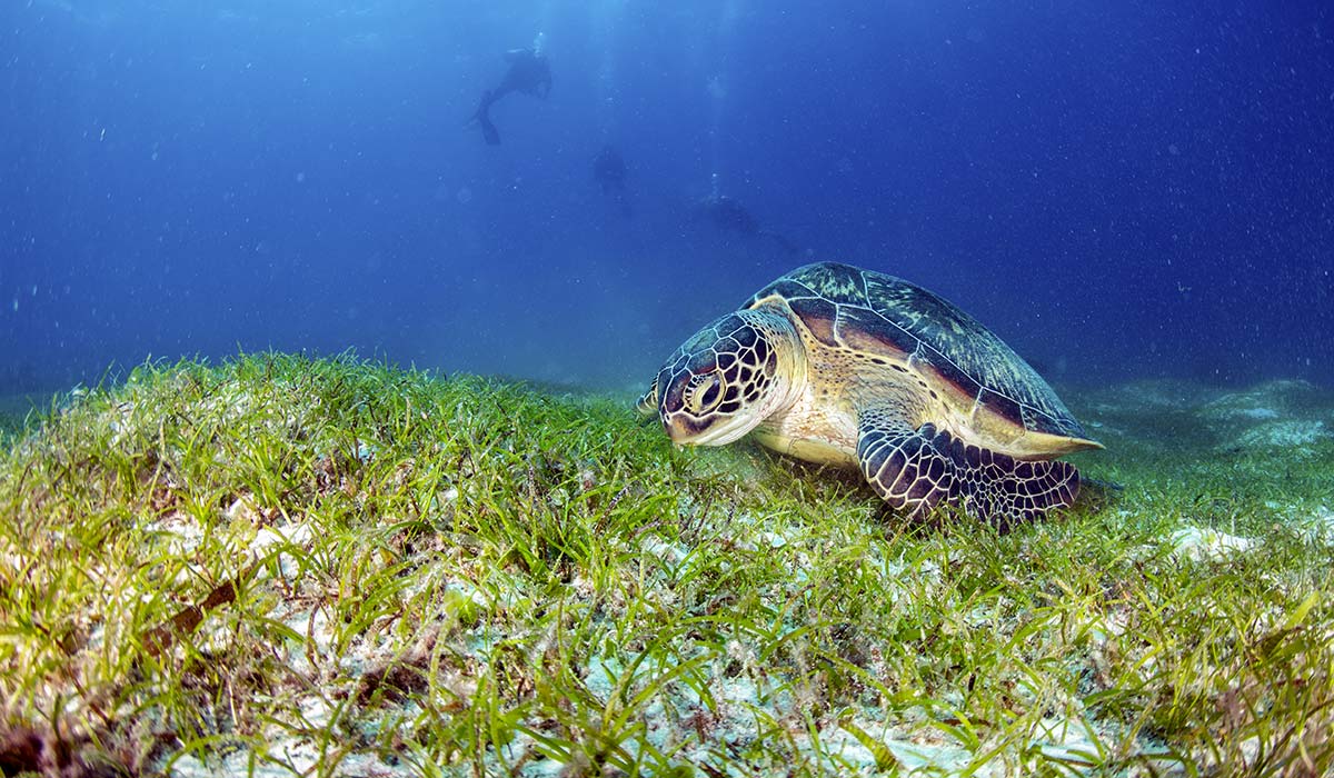 Turtle eating seagrass, a blue carbon ecosystem