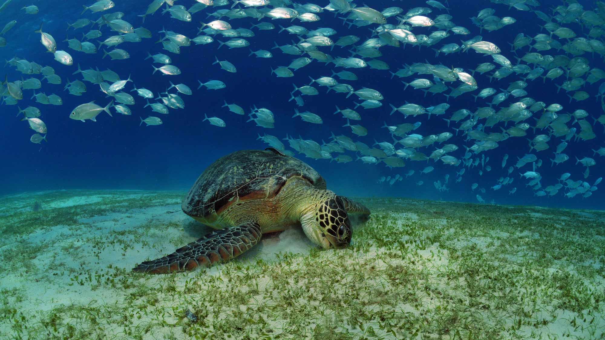 A turtle eats seagrass, a blue carbon ecosystem, while a school of fish swims above.