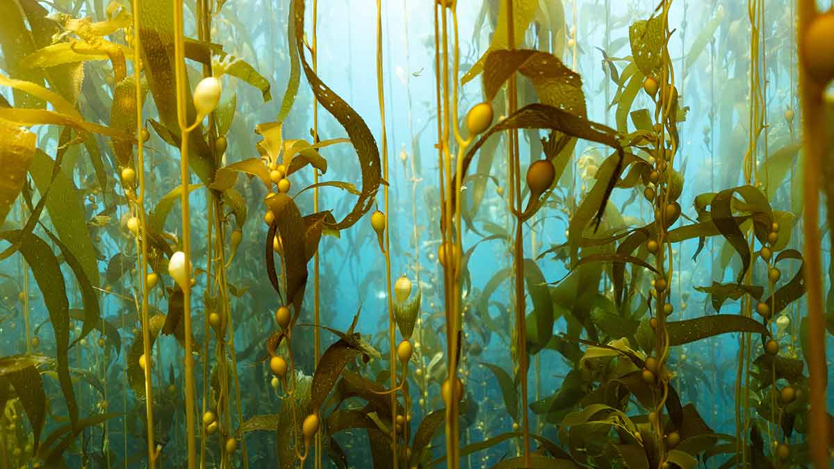 A kelp forest in the ocean