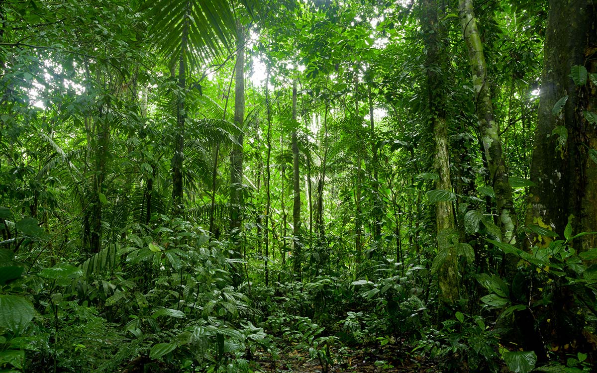 Lush, undisturbed tropical rainforest