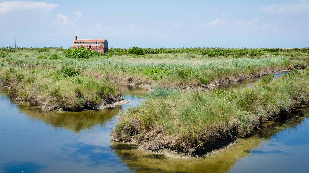 Blue carbon fishing valley ecosystems in Lio Piccolo, an area in the Venice Lagoon that is home to the Valle Paleazza carbon offset project.