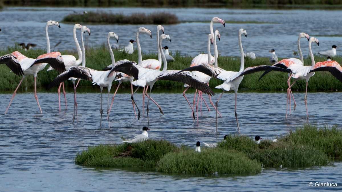 Flamingos in a wetland ecosystem in Lio Piccolo, the area where the Valle Paleazza carbon offset project is located